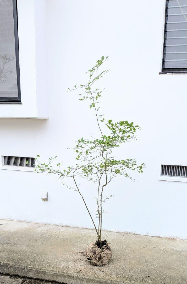 山採りアオハダ 8/25】山採り アオハダ 株立 メス 5m | 八進緑